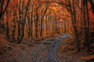 autumn-8688873_1280